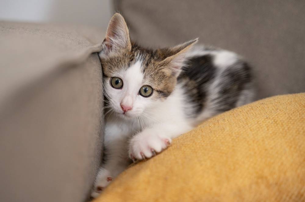 23 Cara Merawat Kucing Kampung Jadi Cakep Seperti Kucing Ras! 23 Cara Merawat Kucing Kampung Jadi Cakep Seperti Kucing Ras!