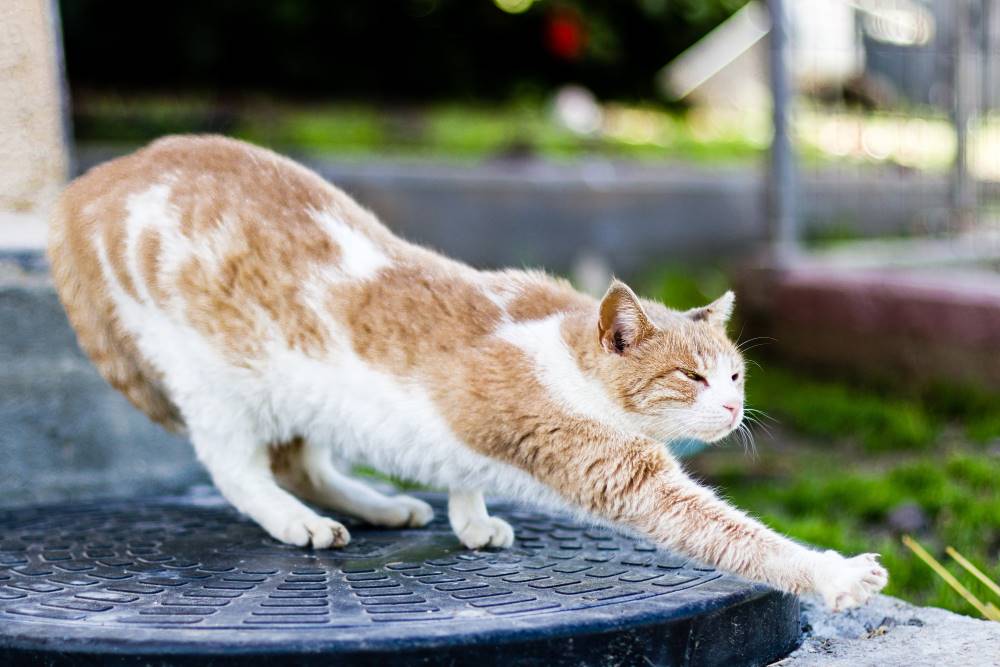 23 Cara Merawat Kucing Kampung Jadi Cakep Seperti Kucing Ras! 23 Cara Merawat Kucing Kampung Jadi Cakep Seperti Kucing Ras!