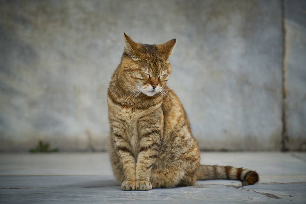23 Cara Merawat Kucing Kampung Jadi Cakep Seperti Kucing Ras! 23 Cara Merawat Kucing Kampung Jadi Cakep Seperti Kucing Ras!