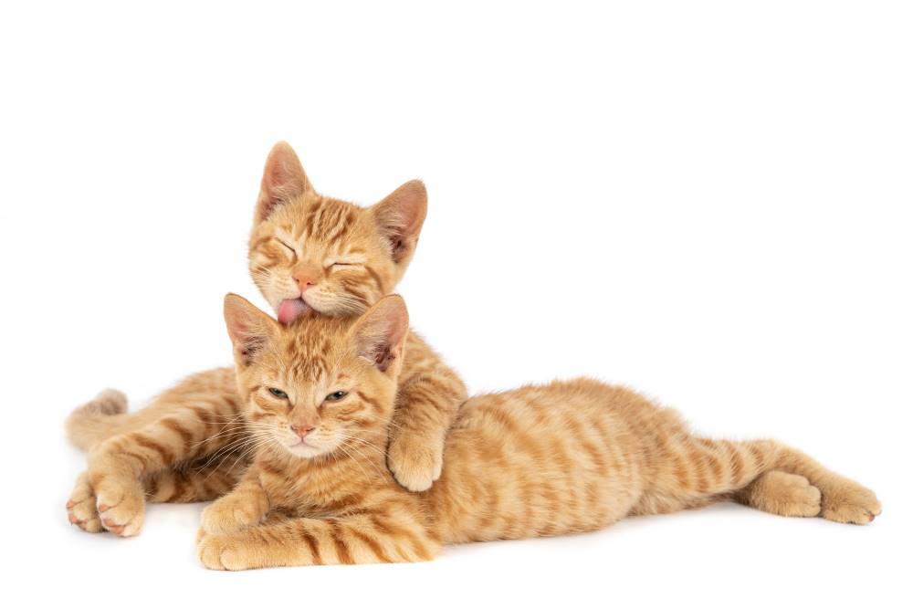 23 Cara Merawat Kucing Kampung Jadi Cakep Seperti Kucing Ras! 23 Cara Merawat Kucing Kampung Jadi Cakep Seperti Kucing Ras!