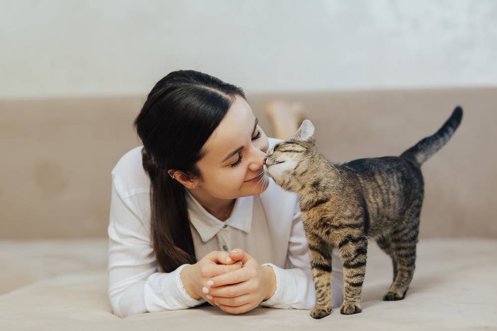 23 Cara Merawat Kucing Kampung Jadi Cakep Seperti Kucing Ras! 23 Cara Merawat Kucing Kampung Jadi Cakep Seperti Kucing Ras!