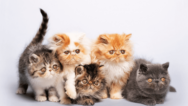Mengenal Kucing Persia Sebelum Memelihara di Rumah 2