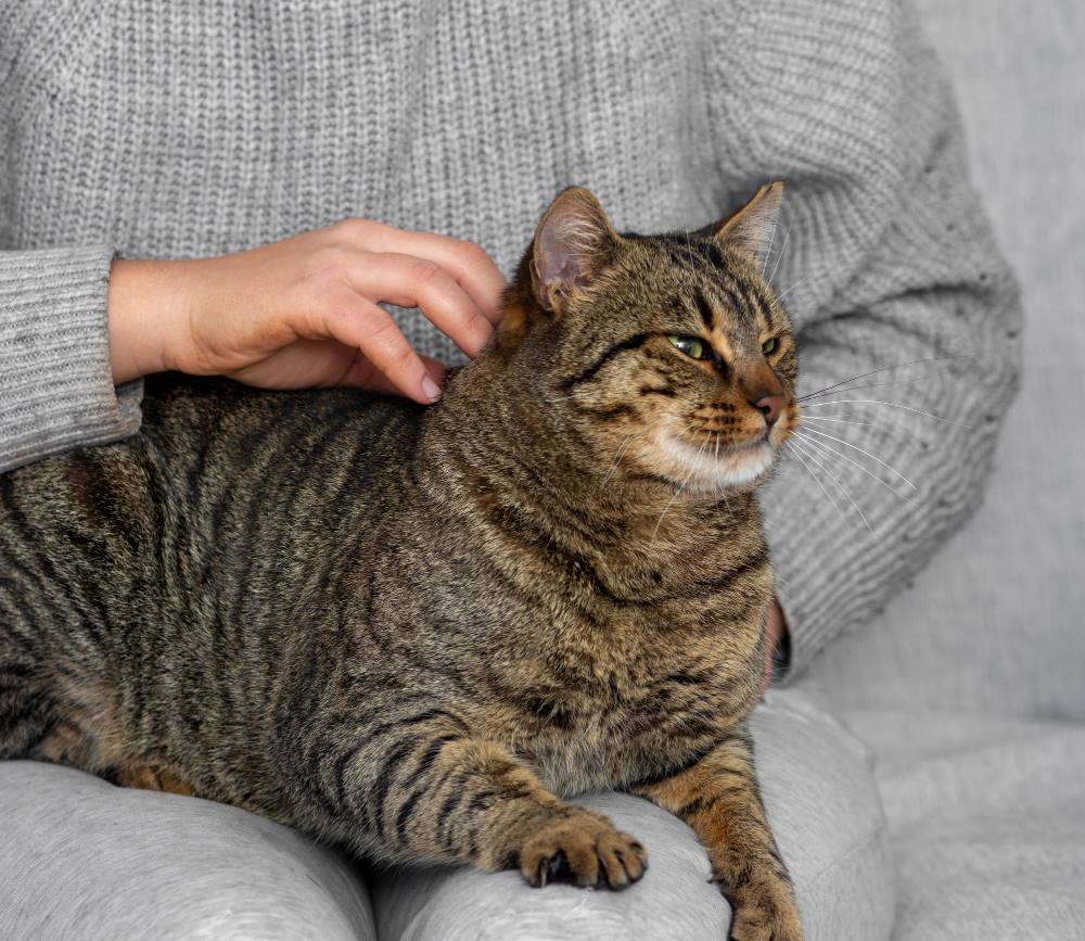 7 Cara Merawat Kucing Hamil Tidak Bisa Sembarangan 7 Cara Merawat Kucing Hamil Tidak Bisa Sembarangan