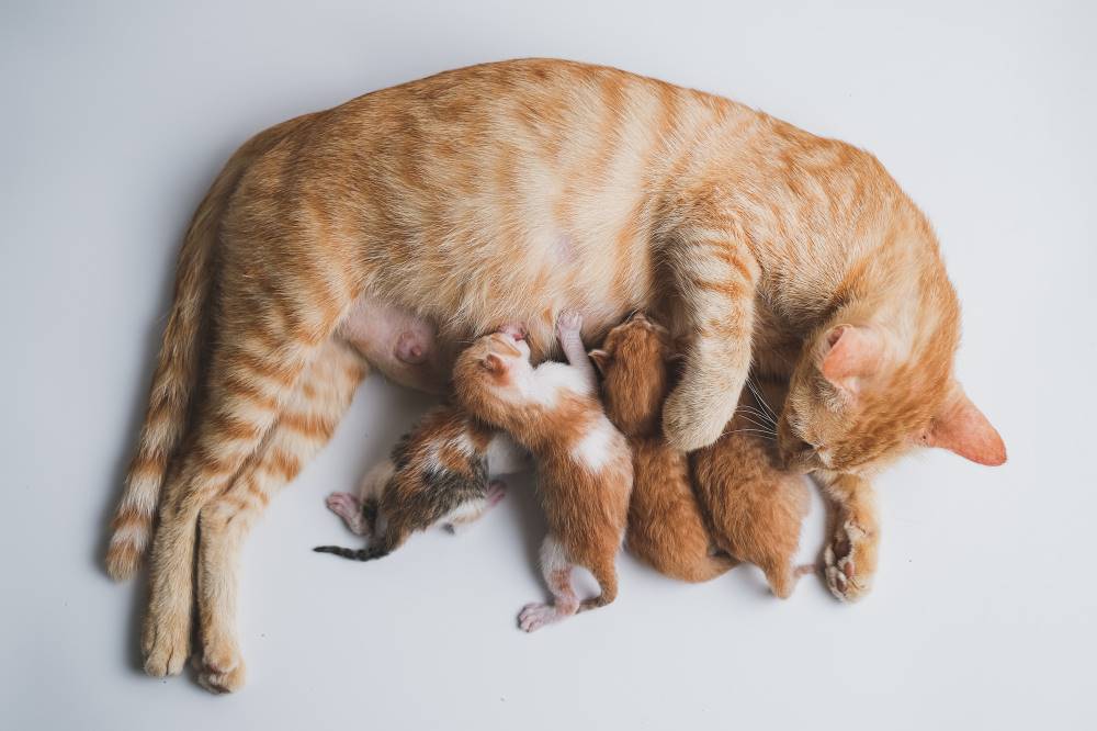 7 Cara Merawat Kucing Hamil Tidak Bisa Sembarangan 7 Cara Merawat Kucing Hamil Tidak Bisa Sembarangan