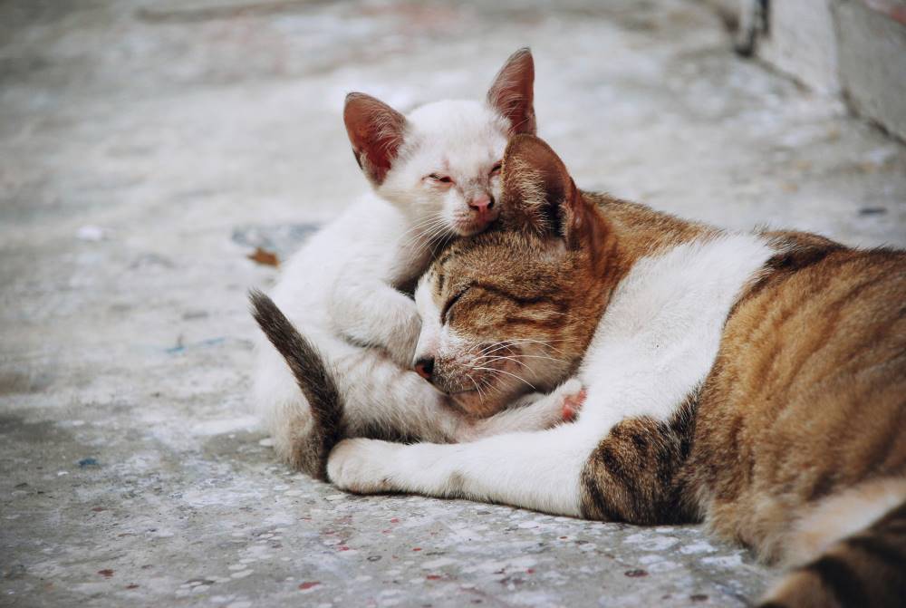 7 Cara Merawat Kucing Hamil Tidak Bisa Sembarangan 7 Cara Merawat Kucing Hamil Tidak Bisa Sembarangan