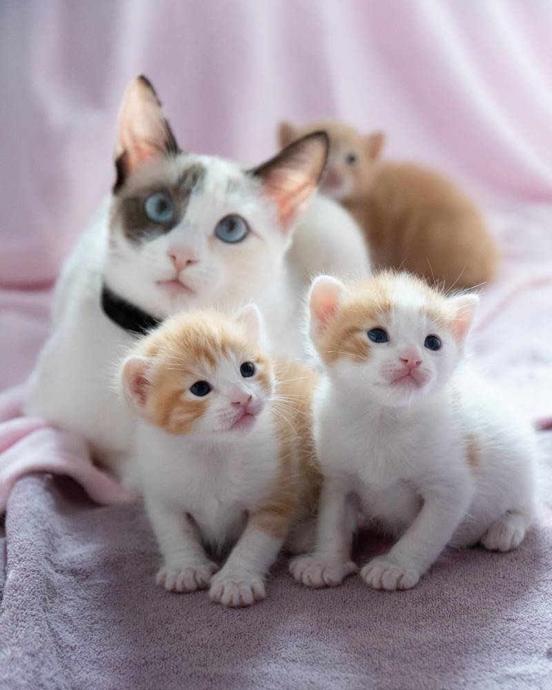 7 Cara Merawat Kucing Hamil Tidak Bisa Sembarangan 7 Cara Merawat Kucing Hamil Tidak Bisa Sembarangan