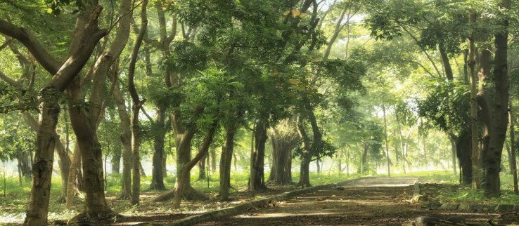 2. Hutan Kota Jakarta Kemayoran, Kemayoran