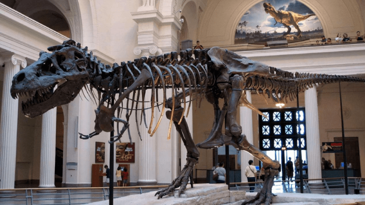 4. Museum di Bogor: Museum Zoologi, Wisata Edukasi Hewan Prasejarah
