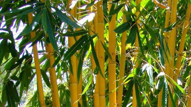 3. Bambu hias sebagai pagar tanaman untuk kesan pedesaan yang alami 3. Bambu hias sebagai pagar tanaman untuk kesan pedesaan yang alami