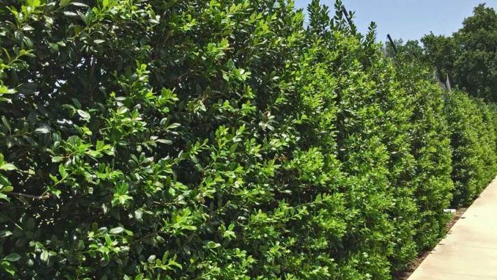 4. American Holly sebagai pagar tanaman paling populer di dunia 4. American Holly sebagai pagar tanaman paling populer di dunia
