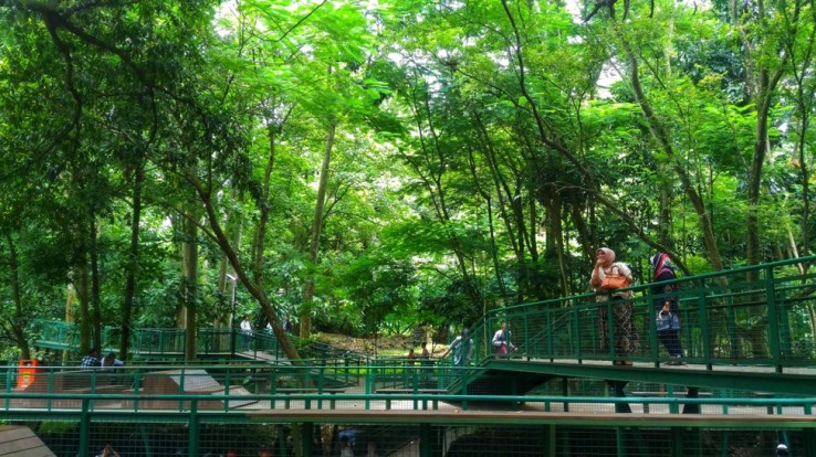 2. Tempat Piknik di Bandung: Forest Walk Babakan Siliwangi