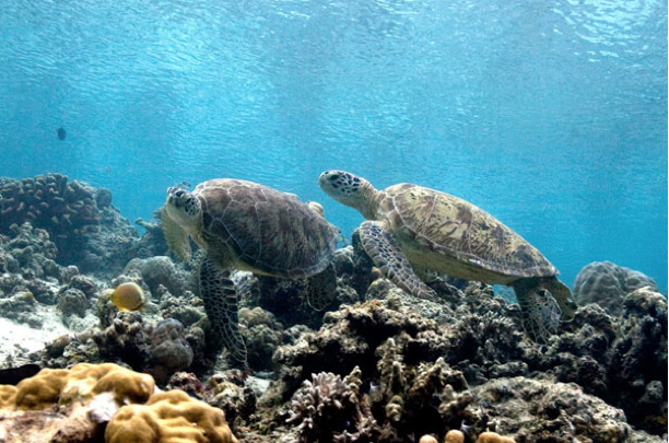 7 Wisata Adventure Super Seru di Pulau Derawan! 7 Wisata Adventure Super Seru di Pulau Derawan!