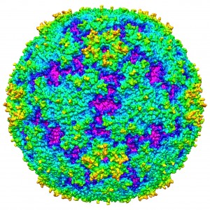 Uniknya Patung Virus dan Bakteri Yang Terbuat Dari Kaca