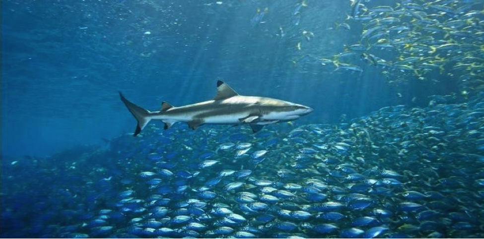 7 Wisata Adventure Super Seru di Pulau Derawan! 7 Wisata Adventure Super Seru di Pulau Derawan!