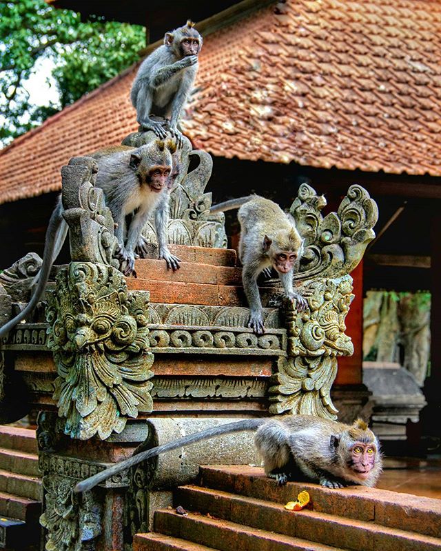 Jelajah Keindahan Ubud dengan Aktivitas Menarik Ini