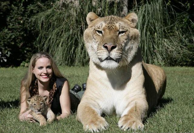 Cerita Hercules, Si Kucing Cerita Hercules, Si Kucing