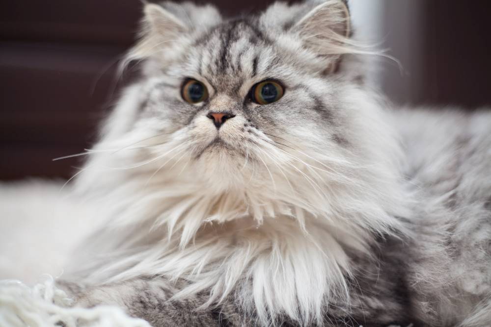 Cara Merawat Kucing Persia Untuk Pemula Cara Merawat Kucing Persia Untuk Pemula