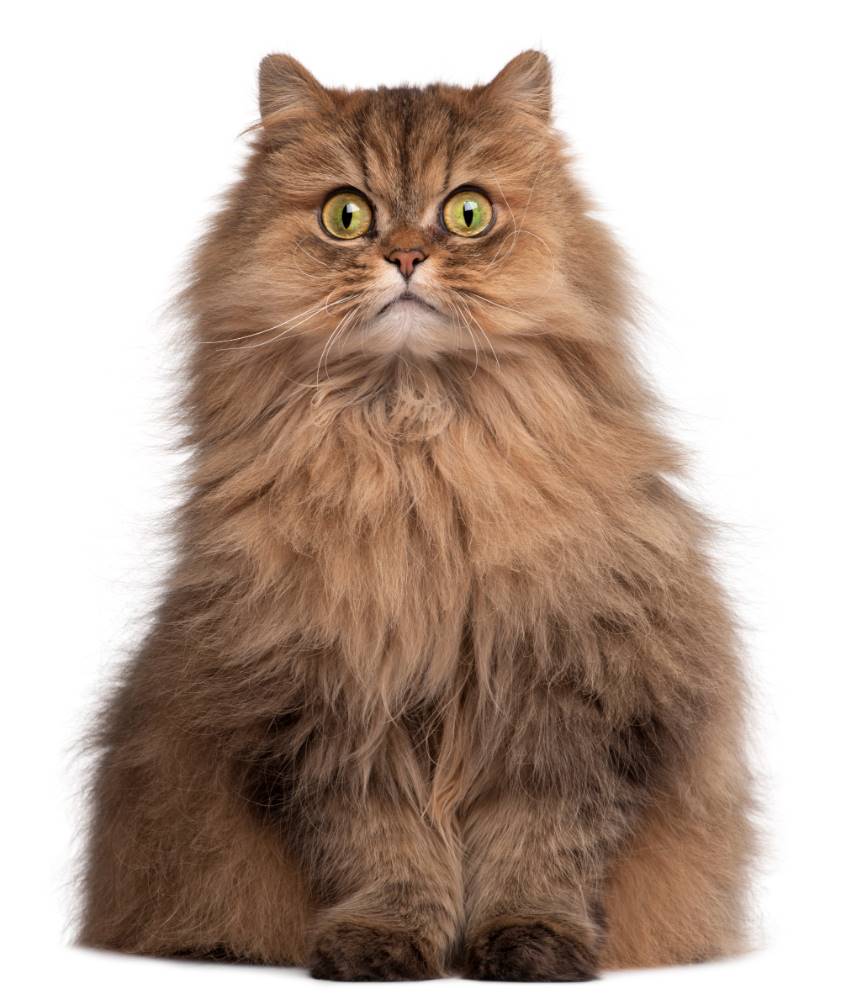 Cara Merawat Kucing Persia Untuk Pemula Cara Merawat Kucing Persia Untuk Pemula