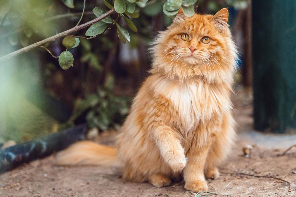 Cara Merawat Kucing Persia Untuk Pemula Cara Merawat Kucing Persia Untuk Pemula