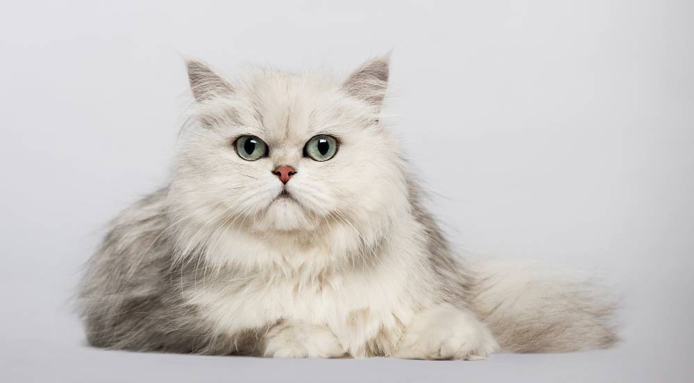Cara Merawat Kucing Persia Untuk Pemula Cara Merawat Kucing Persia Untuk Pemula