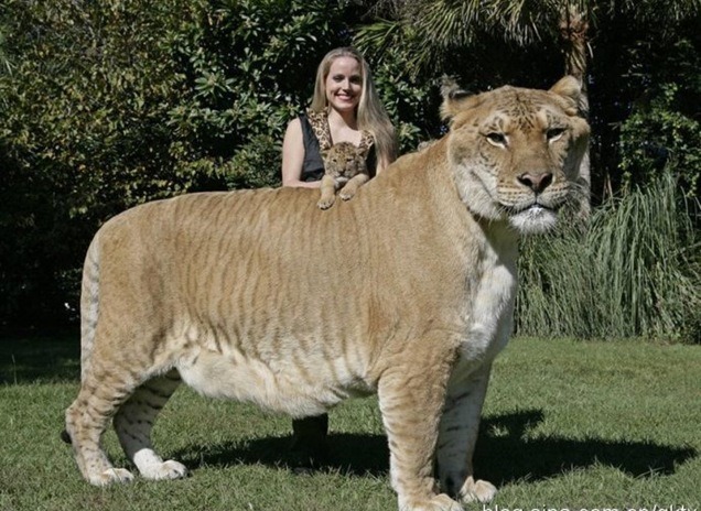 Cerita Hercules, Si Kucing Cerita Hercules, Si Kucing
