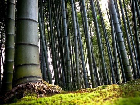 Masyarakat Indonesia Dan Pohon Bambu Yang Tak Terpisahkan Masyarakat Indonesia Dan Pohon Bambu Yang Tak Terpisahkan