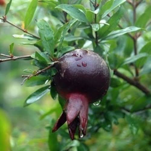 Jenis Tanaman Buah Delima dan Manfaatnya Bagi Kesehatan Tubuh Jenis Tanaman Buah Delima dan Manfaatnya Bagi Kesehatan Tubuh