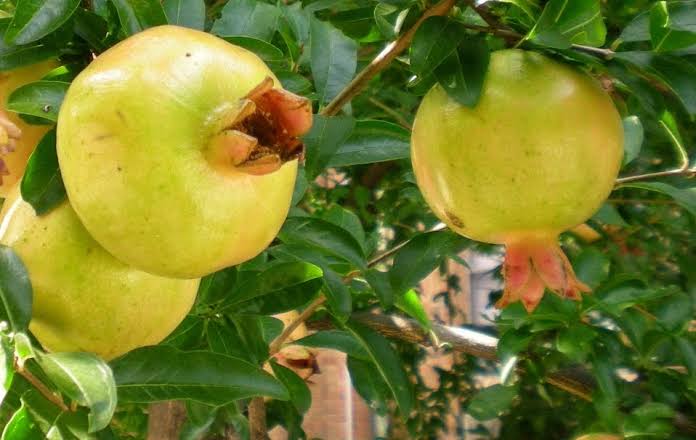 Jenis Tanaman Buah Delima dan Manfaatnya Bagi Kesehatan Tubuh Jenis Tanaman Buah Delima dan Manfaatnya Bagi Kesehatan Tubuh