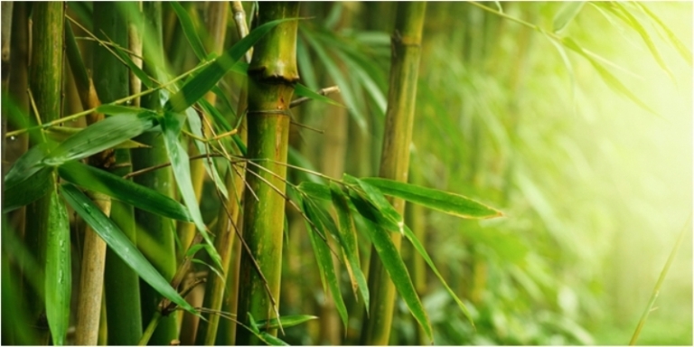 Masyarakat Indonesia Dan Pohon Bambu Yang Tak Terpisahkan Masyarakat Indonesia Dan Pohon Bambu Yang Tak Terpisahkan