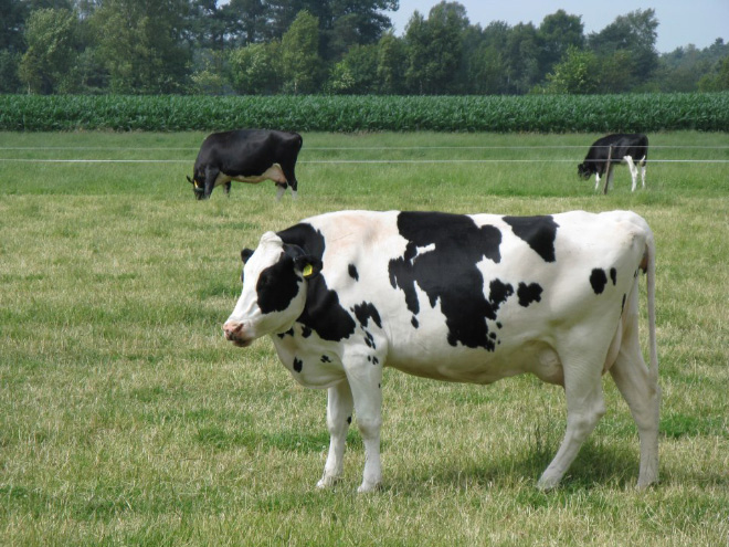 Ini Dia Foto Kocak Hewan Tanpa Leher