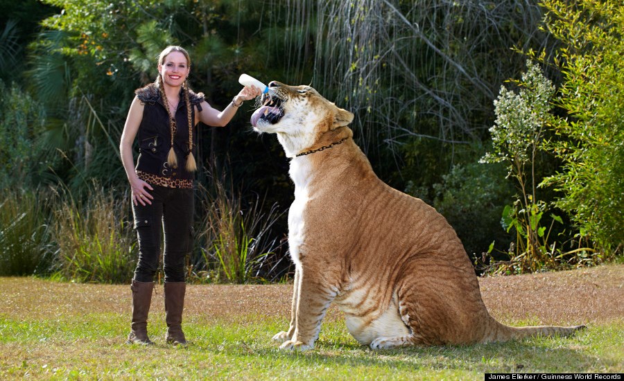 Cerita Hercules, Si Kucing Cerita Hercules, Si Kucing