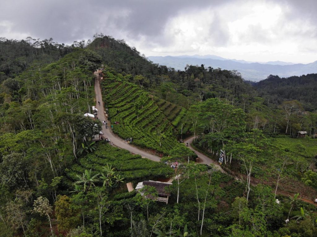 Harga Tiket Kebun Teh Nglinggo Di 2026 Harga Tiket Kebun Teh Nglinggo Di 2026