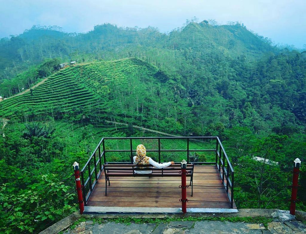 Pesona Kebun Teh Nglinggo Pesona Kebun Teh Nglinggo