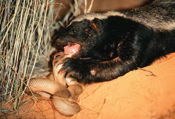 Kisah Luwak Madu, Si Binatang Kriminal Tanpa Rasa Takut