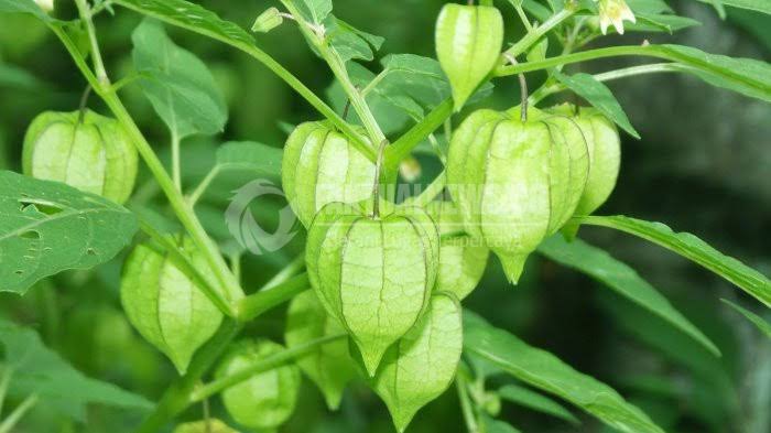 Tanaman Liar Ini Dicari Karena Berkhasiat Obat dan Memiliki Harga Jual Tinggi