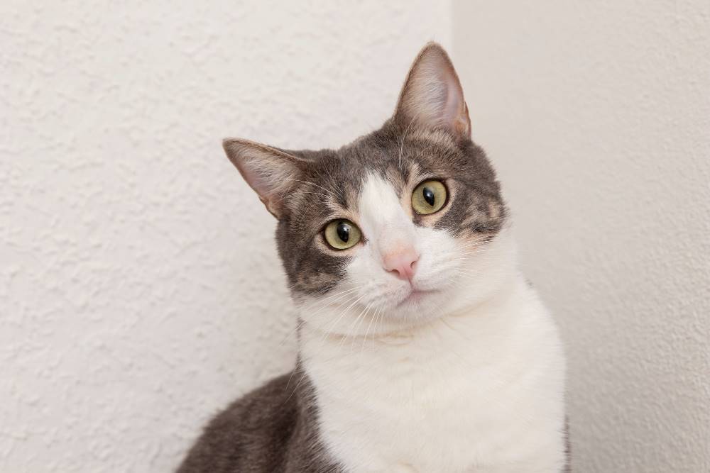Tips Cara Merawat Kucing Yang Benar Untuk Pemula Tips Cara Merawat Kucing Yang Benar Untuk Pemula