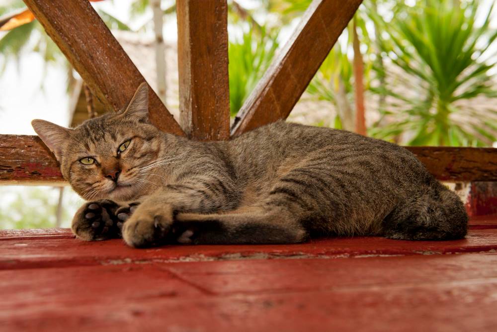 Tips Cara Merawat Kucing Yang Benar Untuk Pemula Tips Cara Merawat Kucing Yang Benar Untuk Pemula
