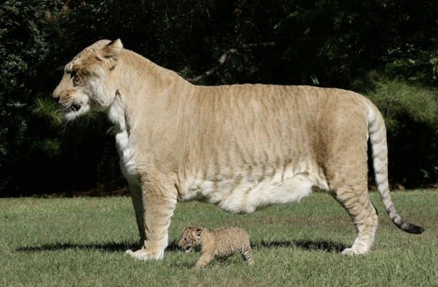 Cerita Hercules, Si Kucing Cerita Hercules, Si Kucing